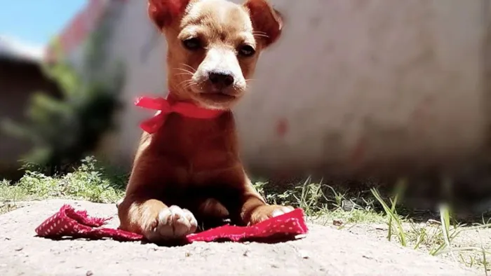 Cachorro ra a Vira lata idade Abaixo de 2 meses nome Lulu, jujuba
