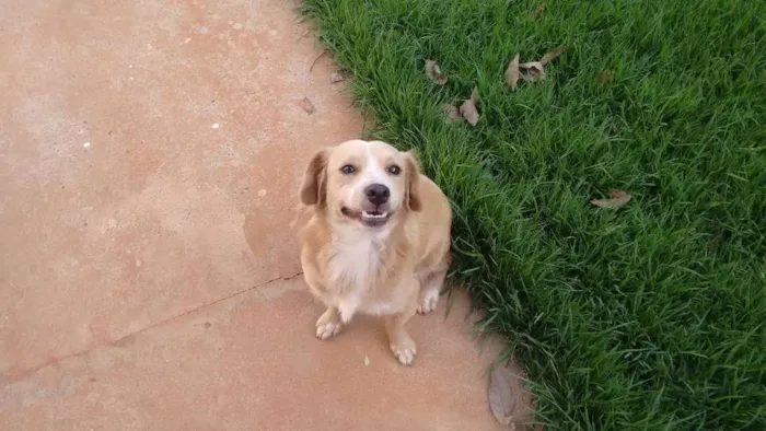 Cachorro ra a SRD idade 3 anos nome Bob e Cacau