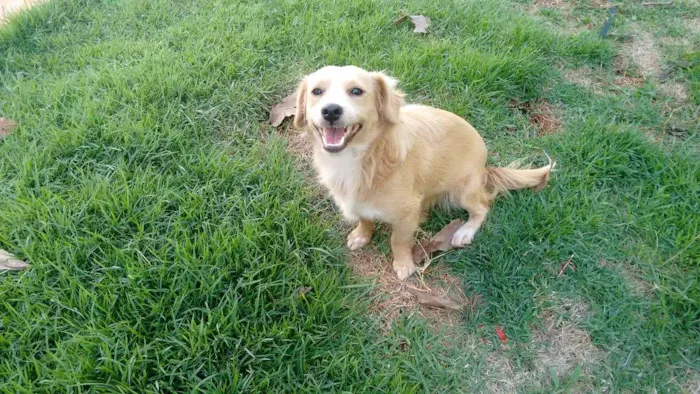 Cachorro ra a SRD idade 3 anos nome Bob e Cacau