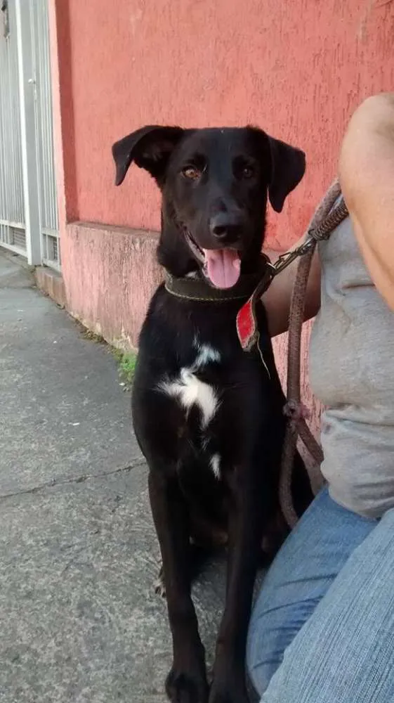Cachorro ra a SRD idade 1 ano nome Sheldon