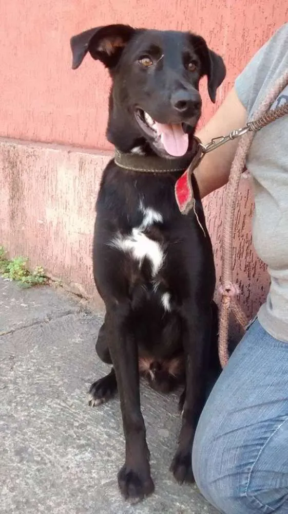 Cachorro ra a SRD idade 1 ano nome Sheldon
