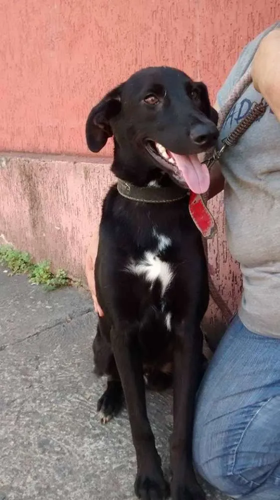 Cachorro ra a SRD idade 1 ano nome Sheldon
