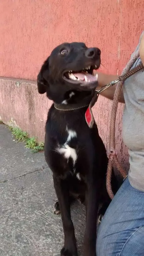 Cachorro ra a SRD idade 1 ano nome Sheldon