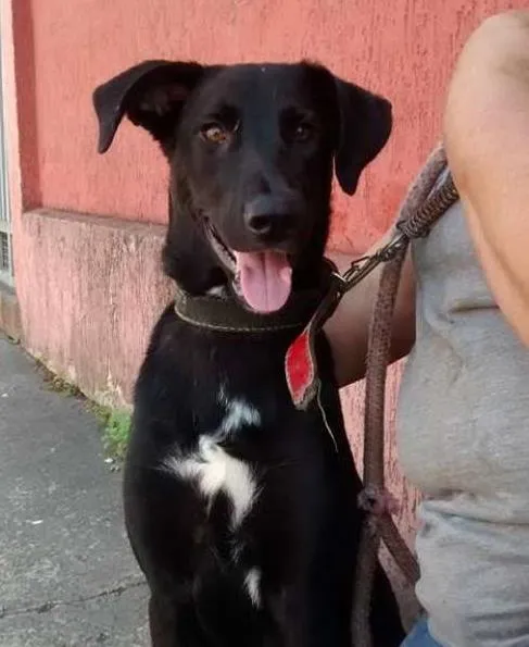 Cachorro ra a SRD idade 1 ano nome Sheldon
