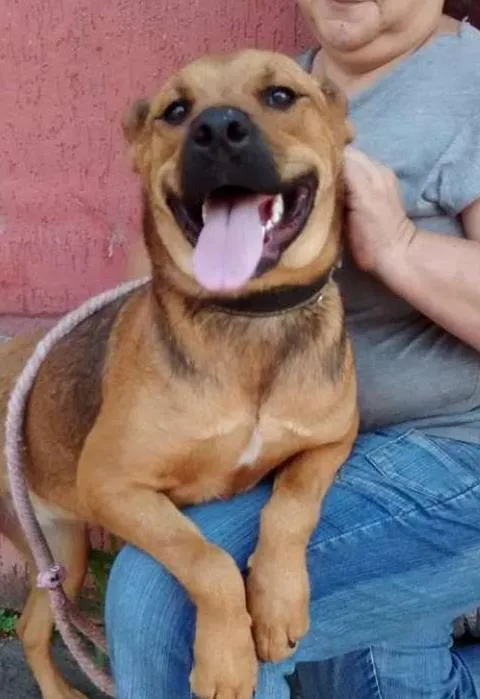 Cachorro ra a srd idade 1 ano nome isis