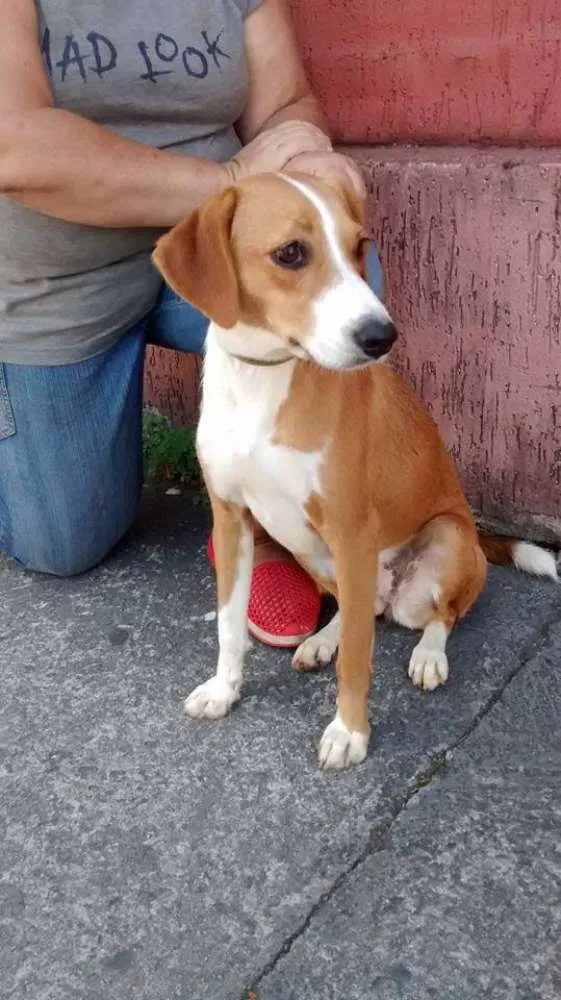 Cachorro ra a srd idade 1 ano nome nany