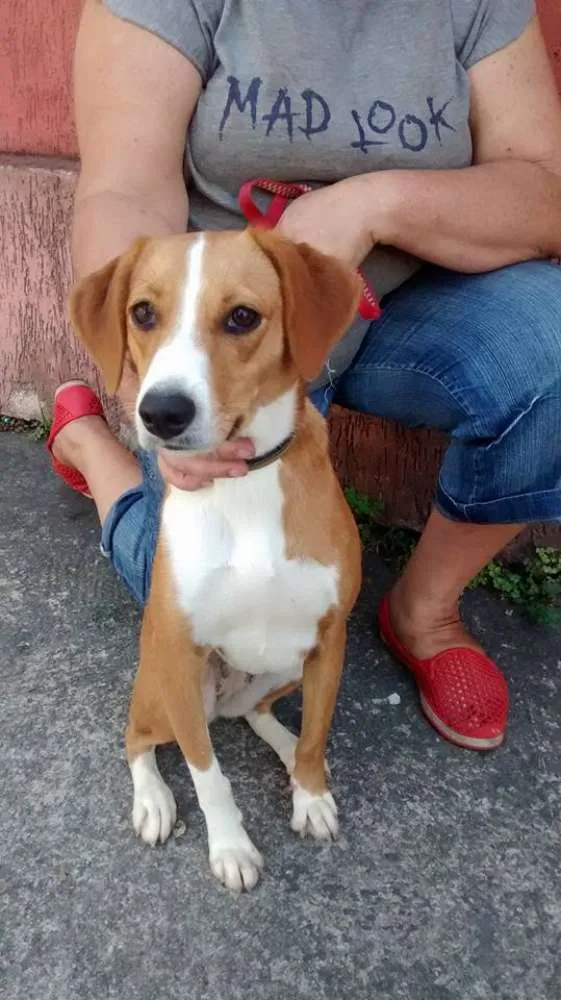 Cachorro ra a srd idade 1 ano nome nany