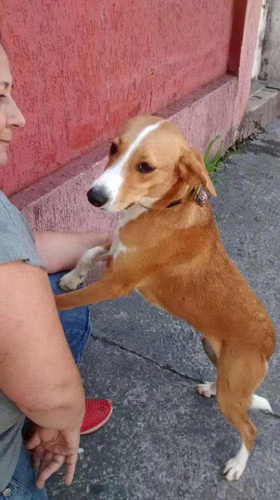 Cachorro ra a srd idade 1 ano nome nany