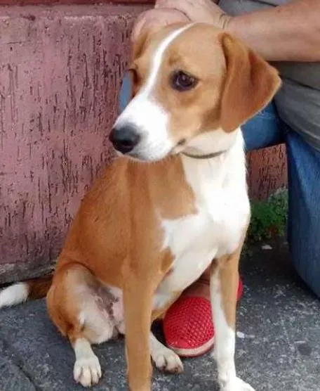 Cachorro ra a srd idade 1 ano nome nany