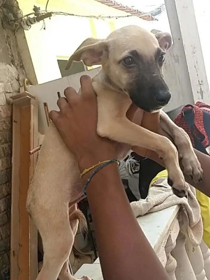 Cachorro ra a Vira-lata  idade 2 a 6 meses nome Spike 