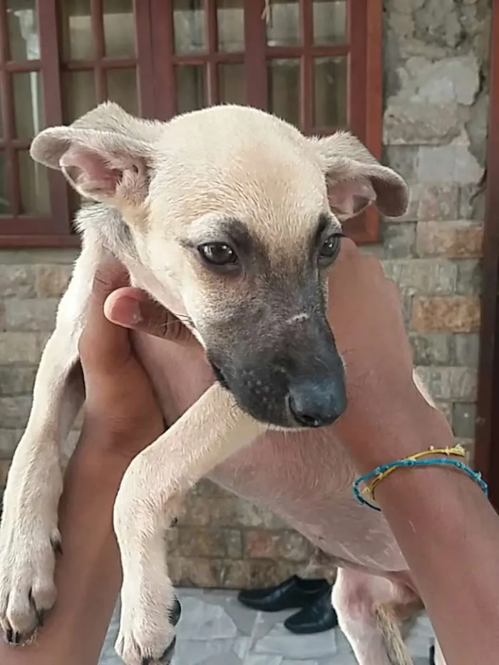 Cachorro ra a Vira-lata  idade 2 a 6 meses nome Spike 