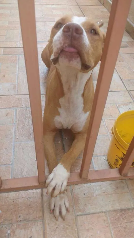 Cachorro ra a Pit Bull idade 6 ou mais anos nome pity