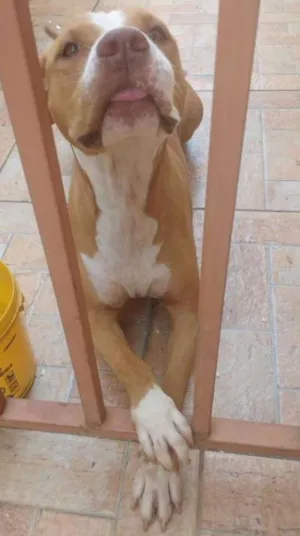 Cachorro raça Pit Bull idade 6 ou mais anos nome pity