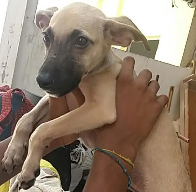 Cachorro ra a Vira-lata  idade 2 a 6 meses nome Spike 
