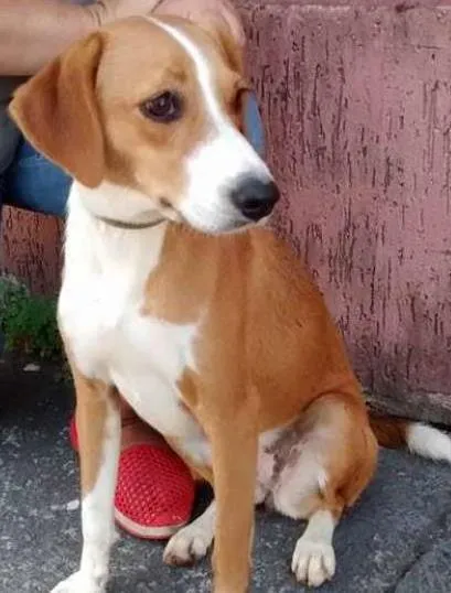 Cachorro ra a srd idade 1 ano nome nany