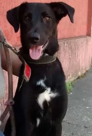 Cachorro raça SRD idade 1 ano nome Sheldon