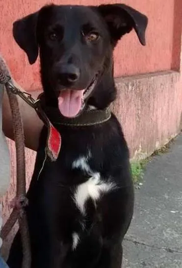 Cachorro ra a SRD idade 1 ano nome Sheldon