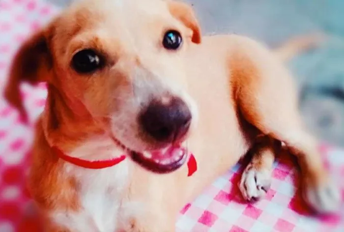 Cachorro ra a Vira lata idade Abaixo de 2 meses nome Lulu, jujuba