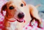 Cachorro raça Vira lata idade Abaixo de 2 meses nome Lulu, jujuba