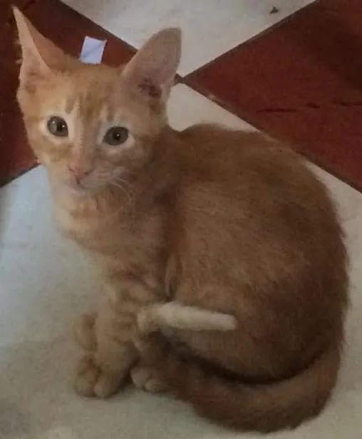 Gato ra a Amarela idade 2 a 6 meses nome não tem