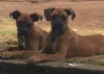 Romeu e Tobia