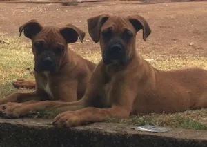 Cachorro raça Boxer idade 7 a 11 meses nome Romeu e Tobia