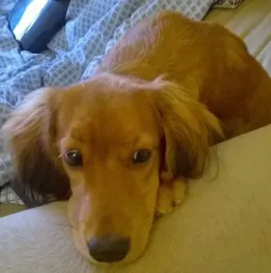 Cachorro raça COCKER idade 2 a 6 meses nome LUNA