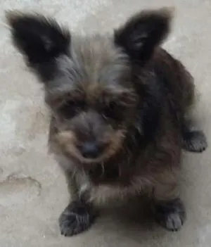 Cachorro raça Srd idade 2 anos nome Duda