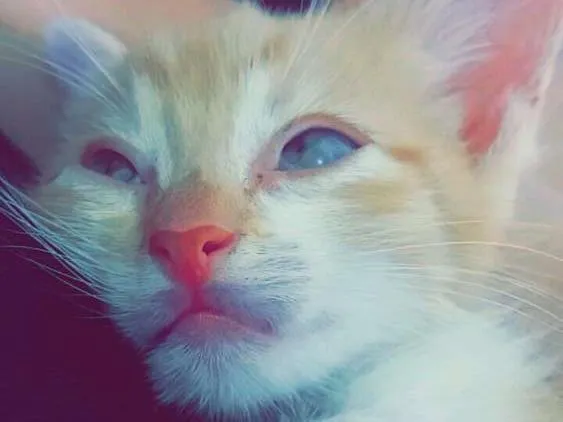 Gato raça  idade Abaixo de 2 meses nome Max