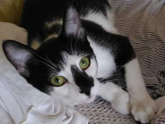 Gato ra a vira lata  idade 7 a 11 meses nome Bender e Mustache 