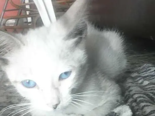 Gato raça  idade Abaixo de 2 meses nome sem nome