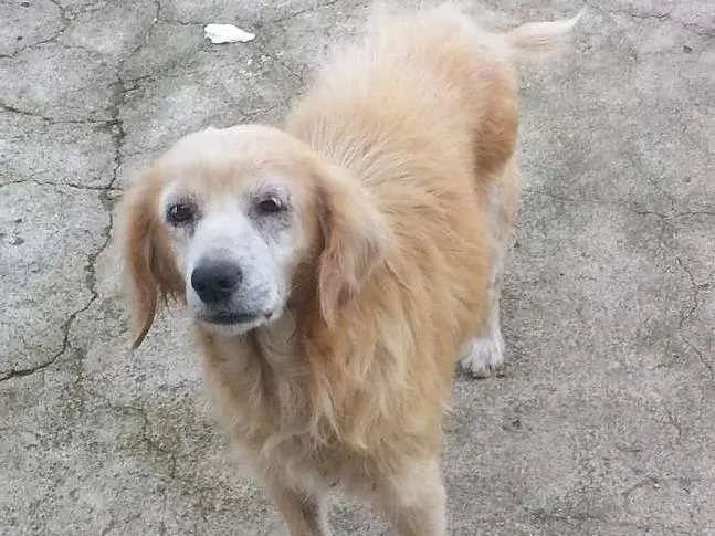 Cachorro ra a Srd idade 5 anos nome Nega