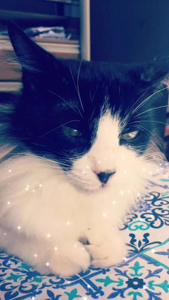 Gato raça SRD idade 2 anos nome Frida