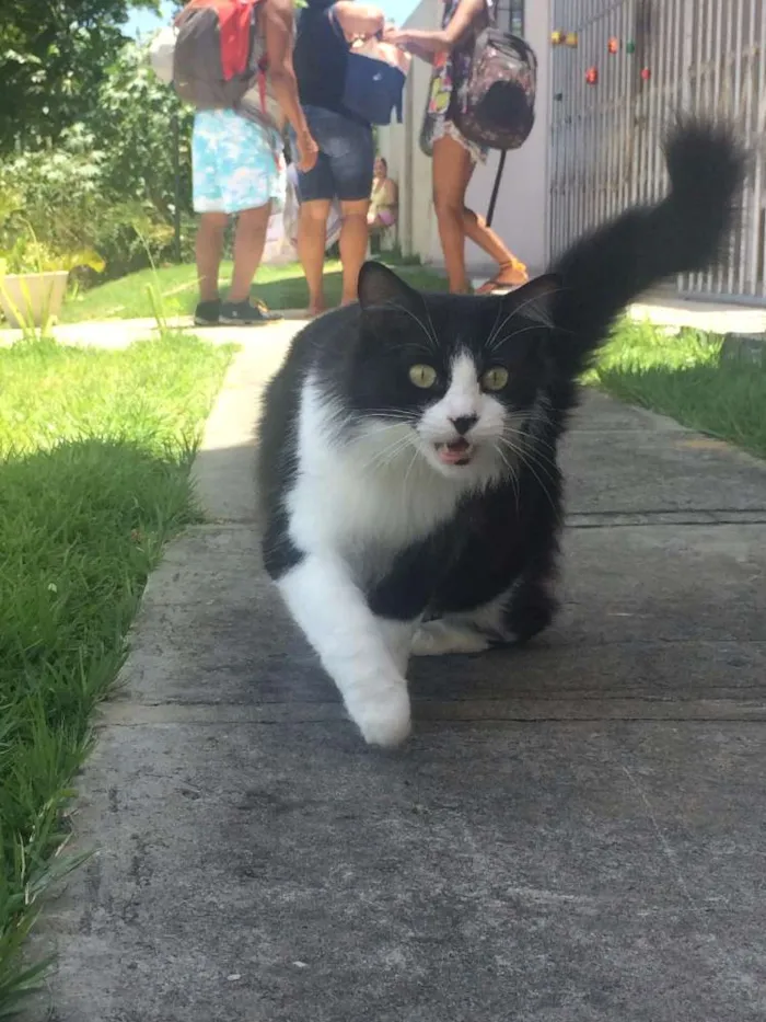 Gato raça SRD idade 2 anos nome Frida