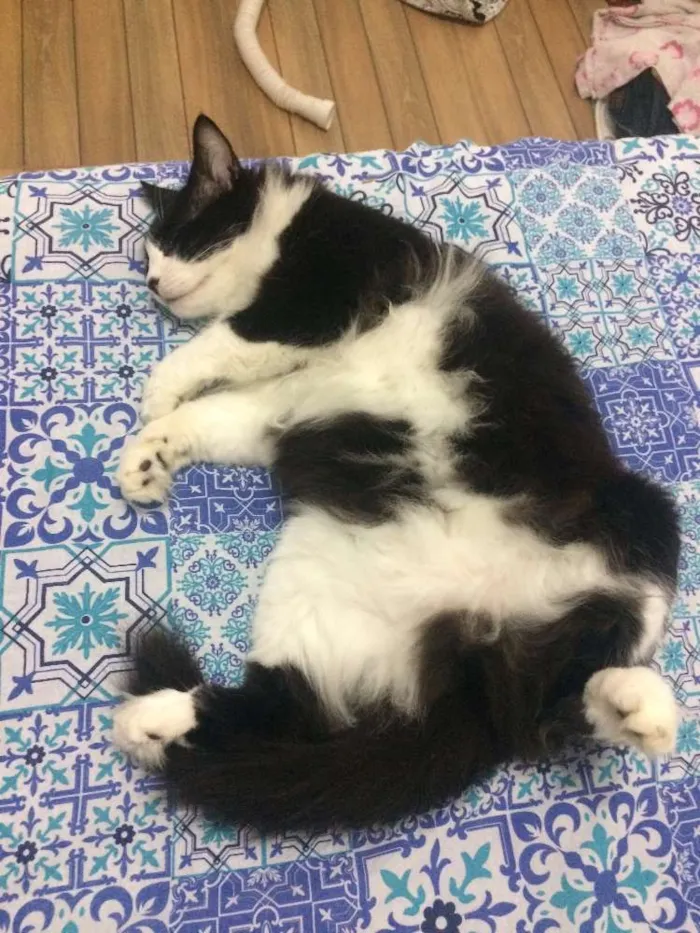 Gato raça SRD idade 2 anos nome Frida