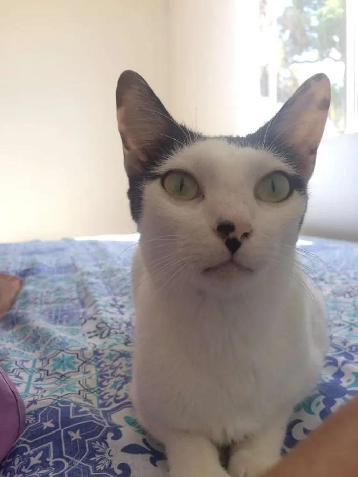 Gato raça SRD idade 1 ano nome Nina