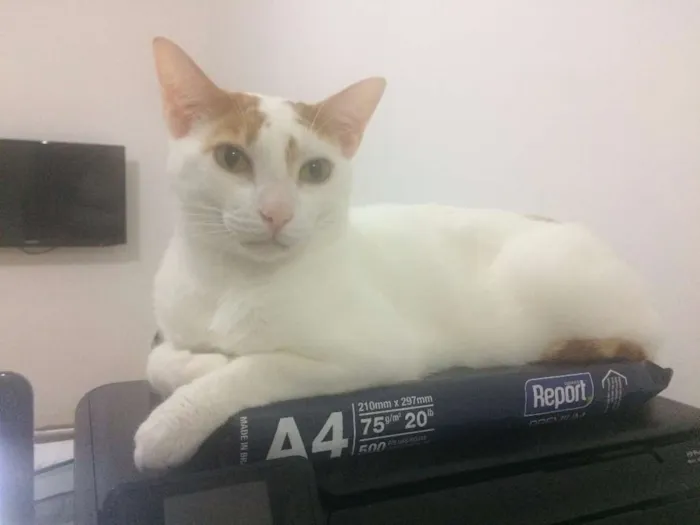 Gato raça SRD idade 1 ano nome Danda