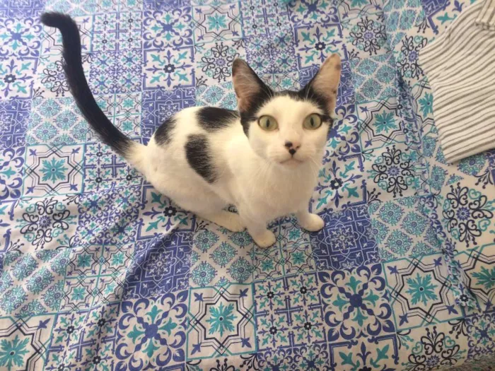 Gato raça SRD idade 1 ano nome Nina