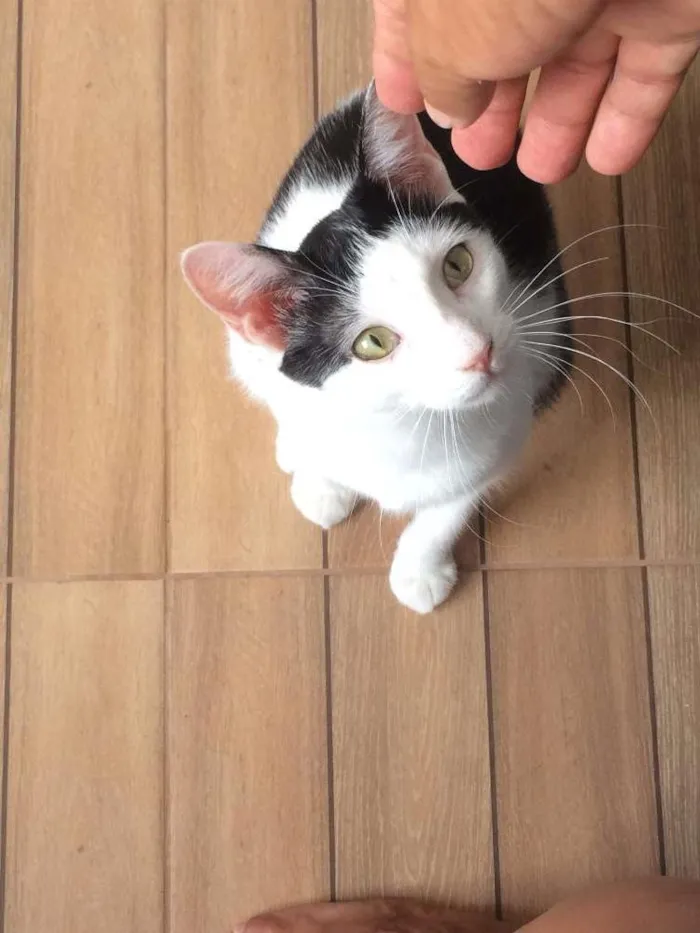 Gato raça SRD idade 1 ano nome João