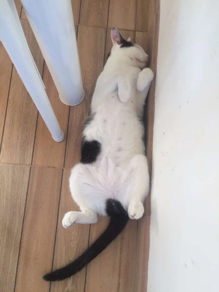 Gato raça SRD idade 1 ano nome João