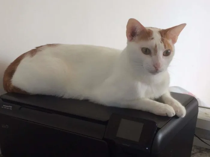 Gato raça SRD idade 1 ano nome Danda