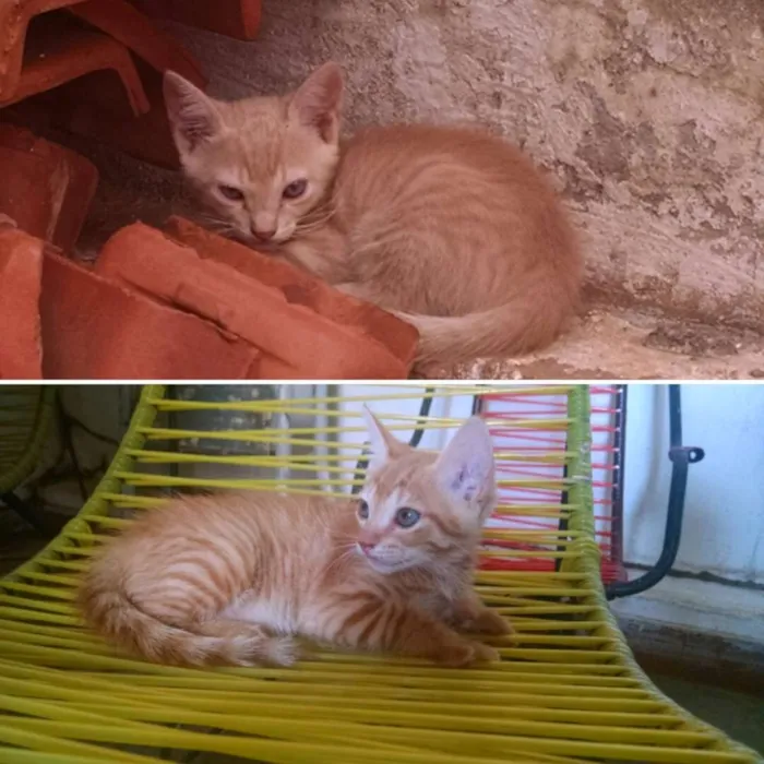 Gato ra a Vira lata idade 2 a 6 meses nome Não tem nome ainda