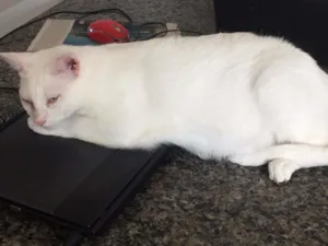 Gato raça SRD idade 2 anos nome Chico