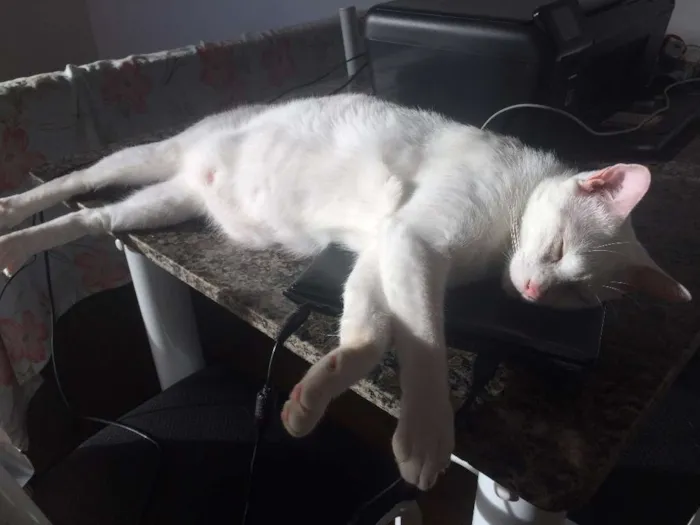 Gato raça SRD idade 2 anos nome Chico