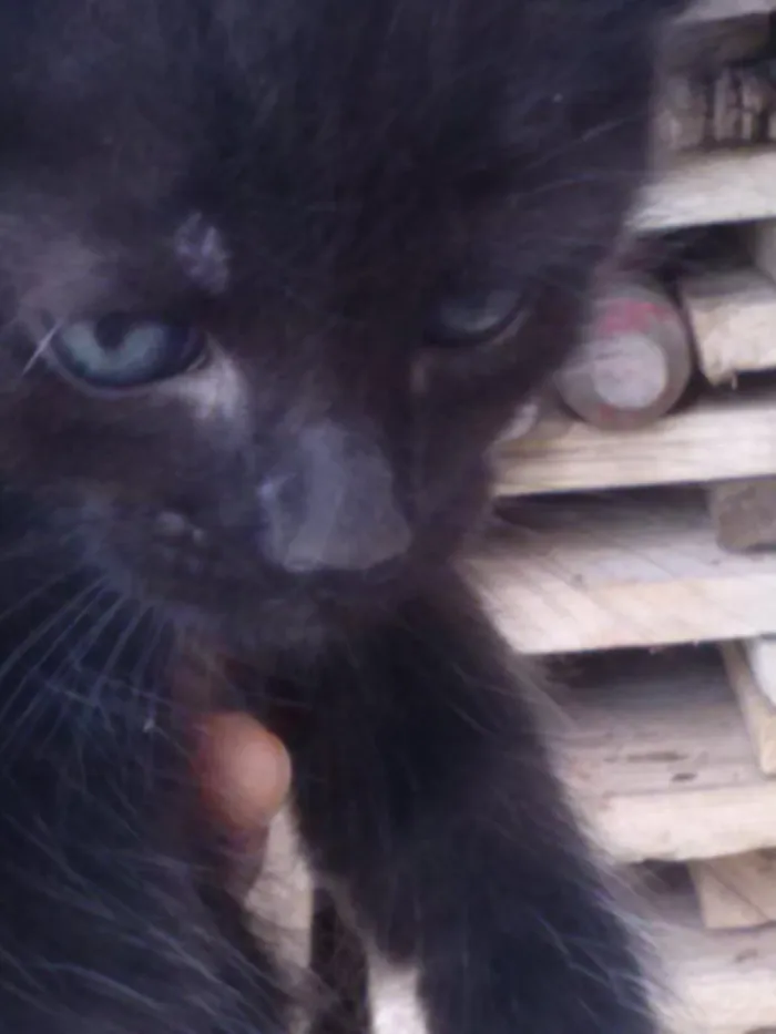 Gato raça viralata idade Abaixo de 2 meses nome ainda sem nomes