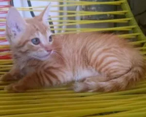 Gato raça Vira lata idade 2 a 6 meses nome Não tem nome ainda