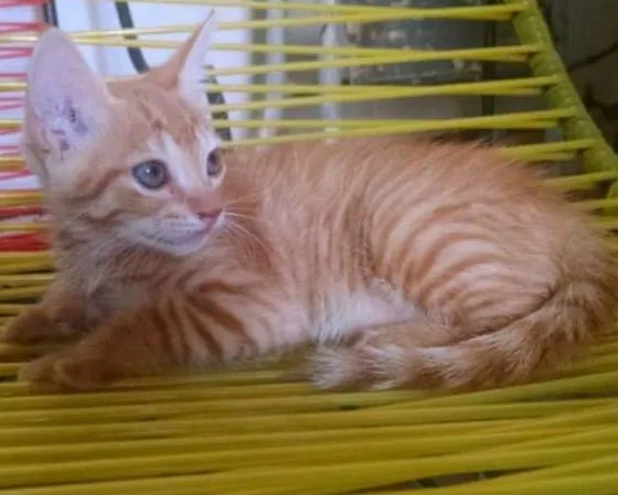 Gato ra a Vira lata idade 2 a 6 meses nome Não tem nome ainda