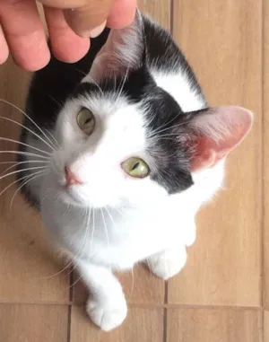 Gato raça SRD idade 1 ano nome João