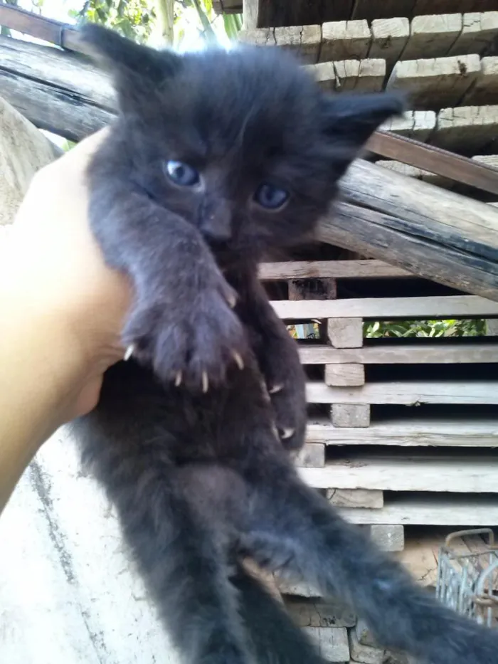 Gato raça viralata idade Abaixo de 2 meses nome ainda sem nomes