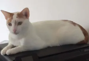 Gato raça SRD idade 1 ano nome Danda